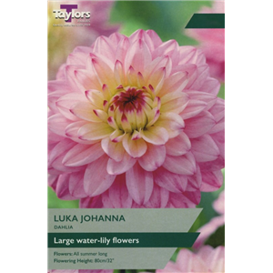 Dahlia Lucca Johanna